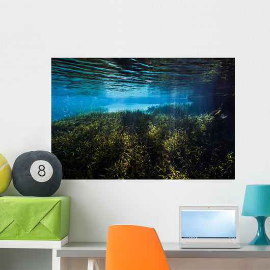 Vegetation Spring Pool Ichetucknee Wall Decal