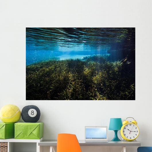 Vegetation Spring Pool Ichetucknee Wall Decal