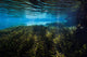 Vegetation Spring Pool Ichetucknee Wall Decal