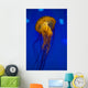 Pacific Sea Nettle Jellyfish Drifting Up Wall Decal