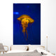 Pacific Sea Nettle Jellyfish Wall Decal
