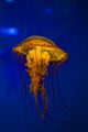 Pacific Sea Nettle Jellyfish Wall Decal