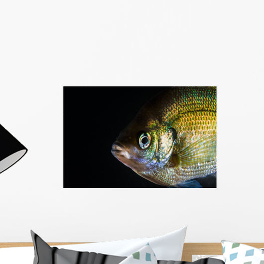 Green Sunfish Wall Decal