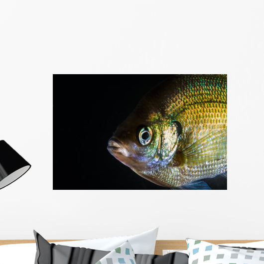 Green Sunfish Wall Decal