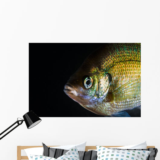 Green Sunfish Wall Decal