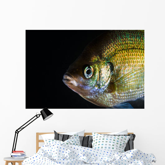 Green Sunfish Wall Decal