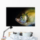 Green Sunfish Wall Decal
