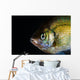 Green Sunfish Wall Decal