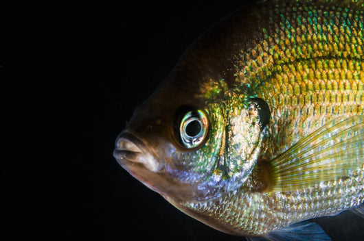 Green Sunfish Wall Decal