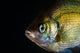 Green Sunfish Wall Decal
