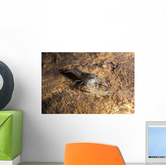 Crawfish Found Oklahoma Cave Wall Decal
