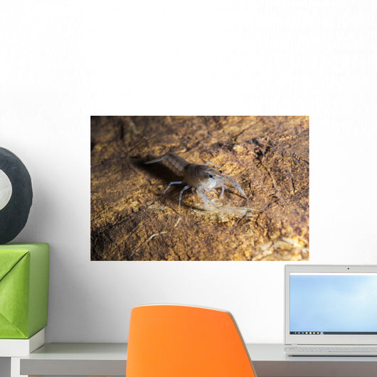 Crawfish Found Oklahoma Cave Wall Decal