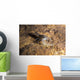 Crawfish Found Oklahoma Cave Wall Decal