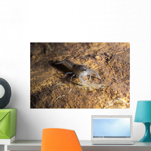 Crawfish Found Oklahoma Cave Wall Decal
