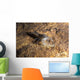 Crawfish Found Oklahoma Cave Wall Decal