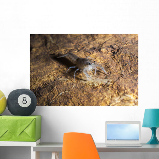 Crawfish Found Oklahoma Cave Wall Decal
