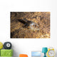 Crawfish Found Oklahoma Cave Wall Decal