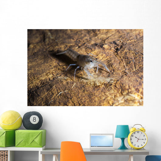 Crawfish Found Oklahoma Cave Wall Decal