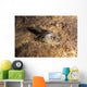 Crawfish Found Oklahoma Cave Wall Decal