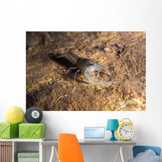 Crawfish Found Oklahoma Cave Wall Decal
