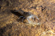Crawfish Found Oklahoma Cave Wall Decal