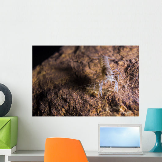 Crawfish Found Oklahoma Cave Front Face Wall Decal