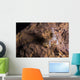 Crawfish Found Oklahoma Cave Front Face Wall Decal