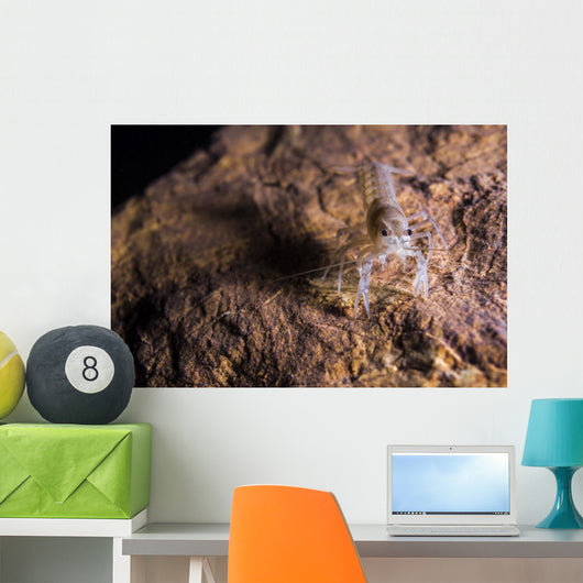 Crawfish Found Oklahoma Cave Front Face Wall Decal