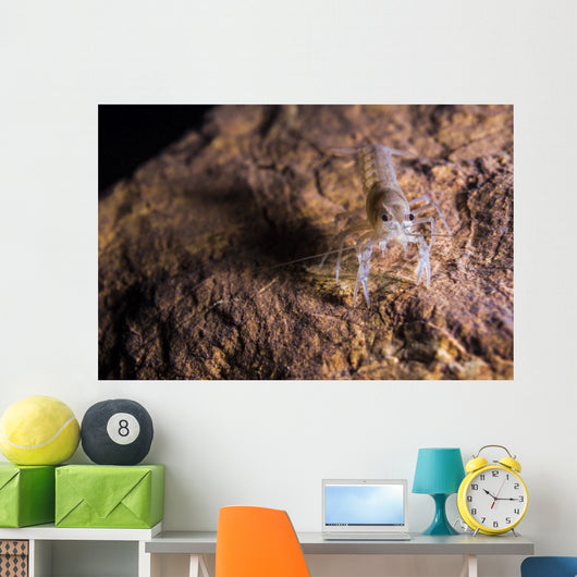 Crawfish Found Oklahoma Cave Front Face Wall Decal