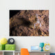 Crawfish Found Oklahoma Cave Front Face Wall Decal