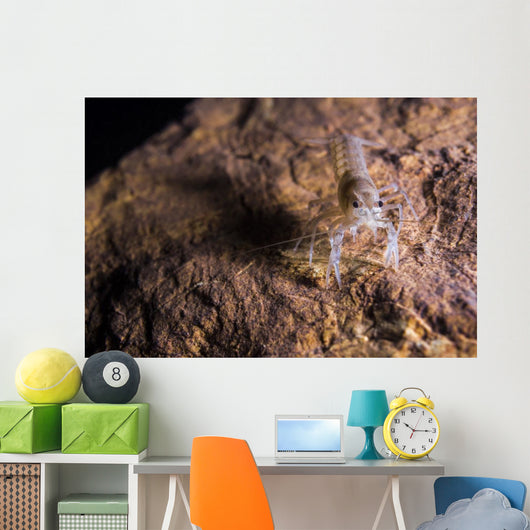 Crawfish Found Oklahoma Cave Front Face Wall Decal