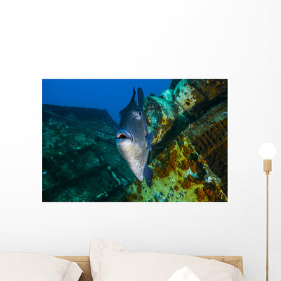 Triggerfish Swimming amongst Usts Close-up Wall Decal shown on a wall