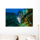 Triggerfish Swimming amongst Usts Close-up Wall Decal