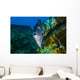 Triggerfish Swimming amongst Usts Close-up Wall Decal