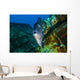 Triggerfish Swimming amongst Usts Close-up Wall Decal