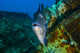 Triggerfish Swimming amongst Usts Close-up Wall Decal