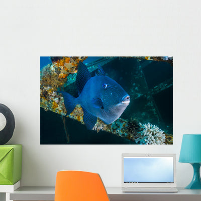 Triggerfish Swimming amongst Usts Wall Decal shown on a wall