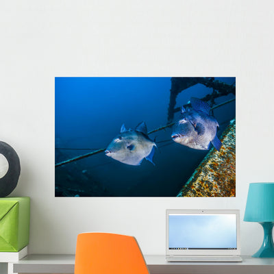 Pair of Triggerfish Swimming amongst Usts Wall Decal shown on a wall