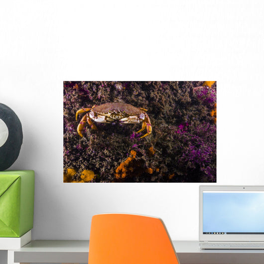 Atlantic Rock Crab Maine Distant Wall Decal