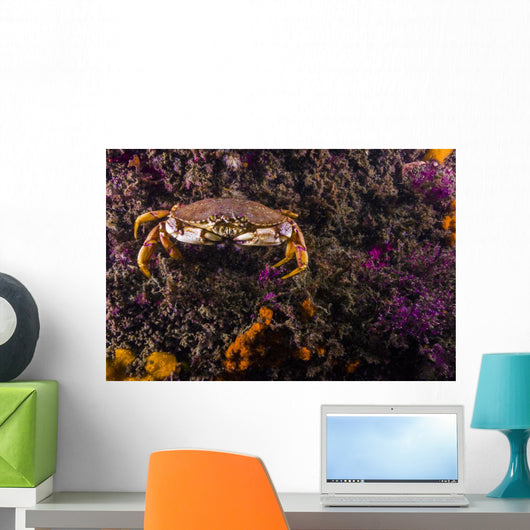 Atlantic Rock Crab Maine Distant Wall Decal