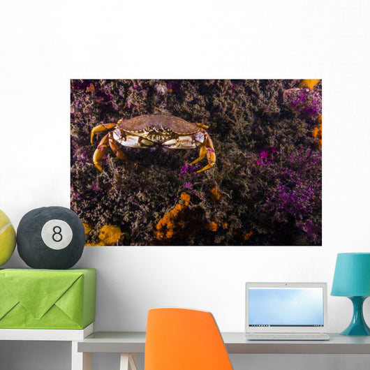 Atlantic Rock Crab Maine Distant Wall Decal