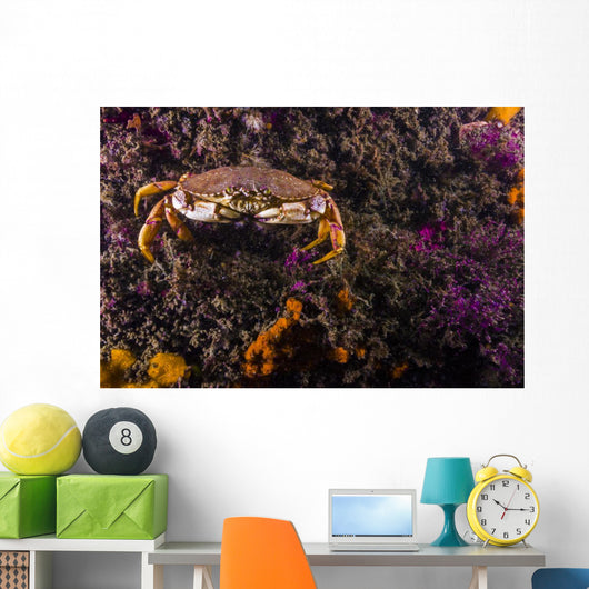 Atlantic Rock Crab Maine Distant Wall Decal