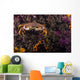 Atlantic Rock Crab Maine Distant Wall Decal