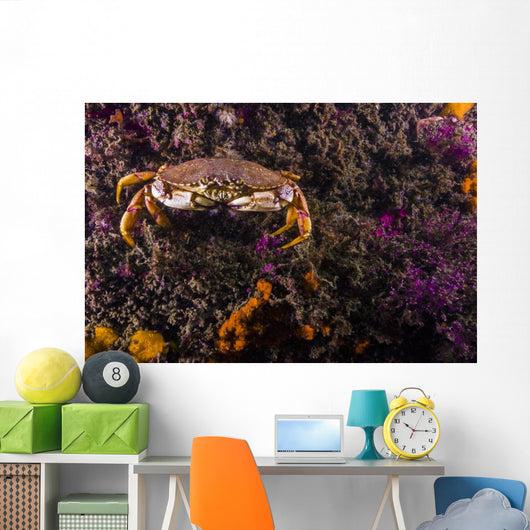 Atlantic Rock Crab Maine Distant Wall Decal