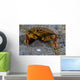 Atlantic Rock Crab Maine Folded Claws Wall Decal