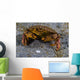 Atlantic Rock Crab Maine Folded Claws Wall Decal