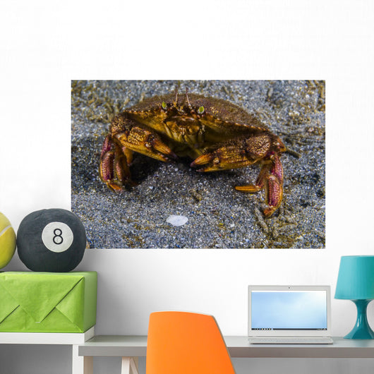 Atlantic Rock Crab Maine Folded Claws Wall Decal