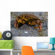 Atlantic Rock Crab Maine Folded Claws Wall Decal