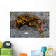 Atlantic Rock Crab Maine Folded Claws Wall Decal