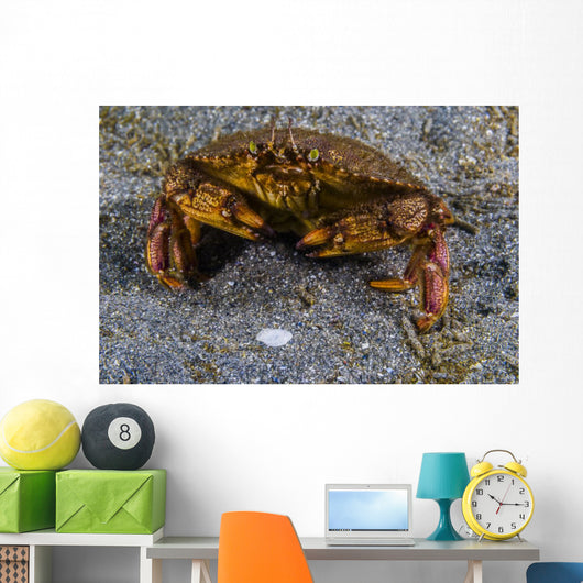 Atlantic Rock Crab Maine Folded Claws Wall Decal